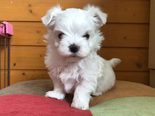 マルチーズのサムネイル画像3