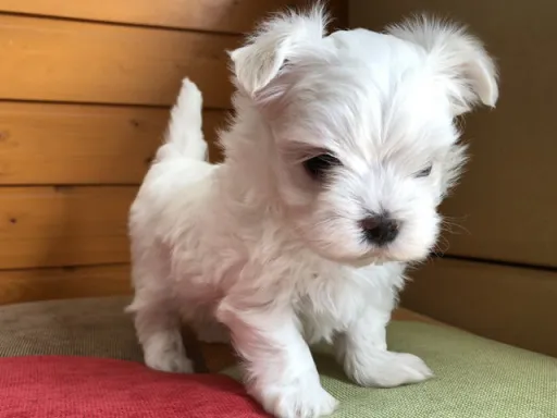 マルチーズのサムネイル画像4