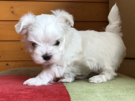 マルチーズのサムネイル画像5