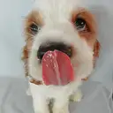 アメリカンコッカー
A・Cocker Spaniel　008-2