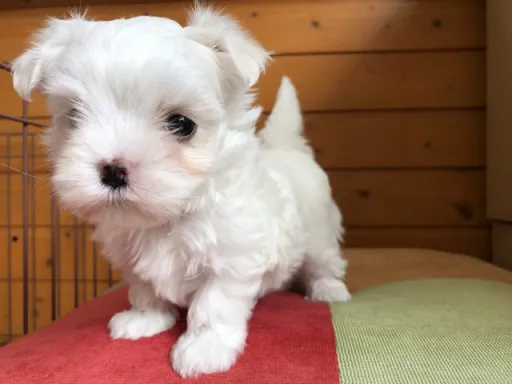 マルチーズのサムネイル画像5