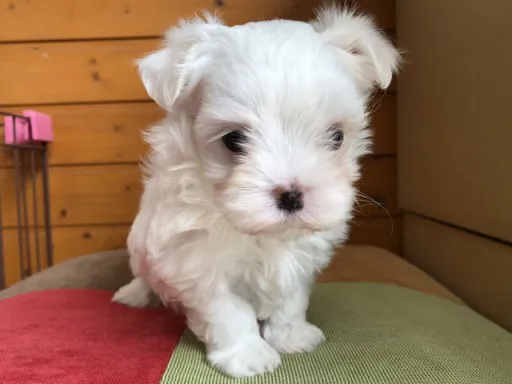 マルチーズのサムネイル画像6