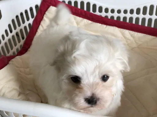 マルチーズのサムネイル画像4