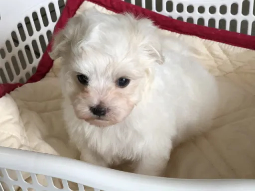 マルチーズのサムネイル画像5