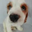 アメリカンコッカー
A・Cocker Spaniel　008-1