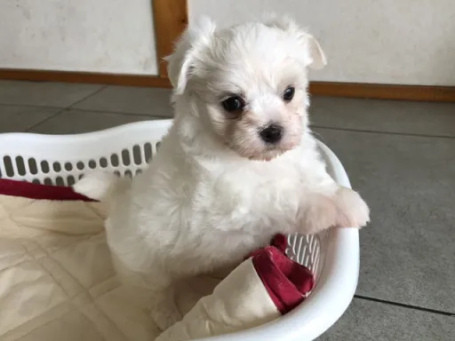 マルチーズのサムネイル画像2