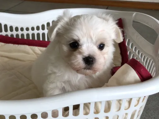 マルチーズのサムネイル画像3