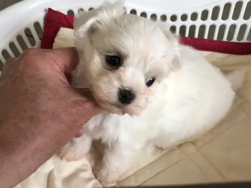 マルチーズのサムネイル画像5