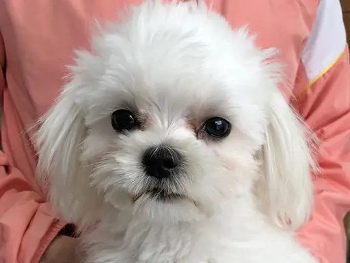 マルチーズの子犬販売