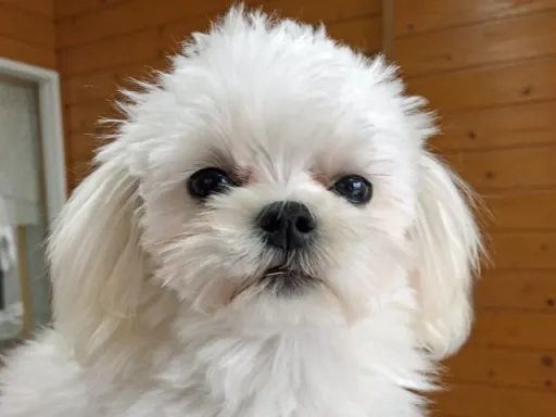 マルチーズのサムネイル画像2