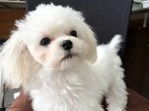 マルチーズのサムネイル画像3