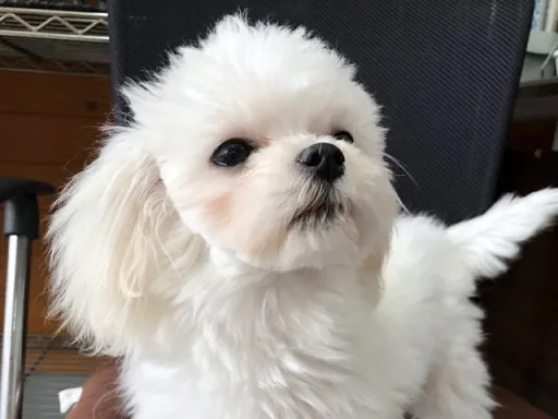 マルチーズのサムネイル画像4