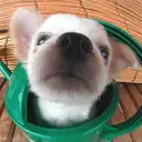 チワワ　Chihuahua
028-2