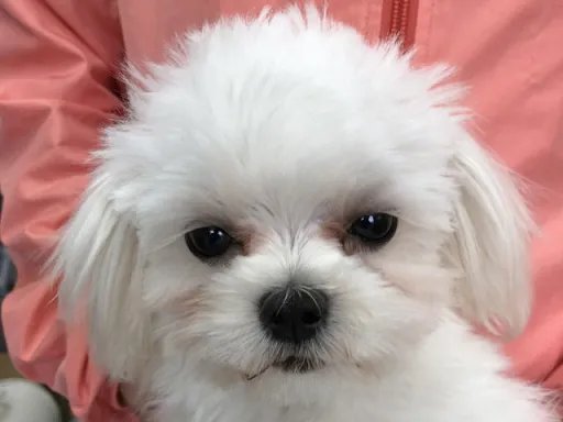 マルチーズのサムネイル画像5