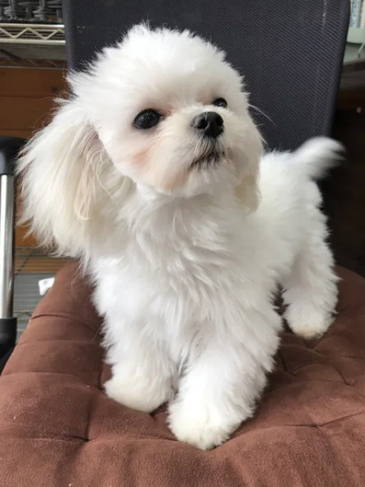 マルチーズのサムネイル画像7