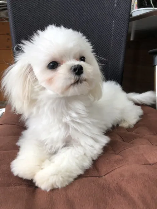 マルチーズのサムネイル画像8