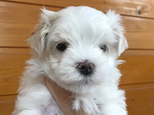 マルチーズのサムネイル画像2