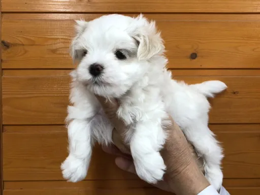 マルチーズのサムネイル画像3