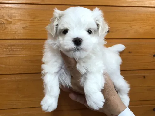 マルチーズのサムネイル画像4