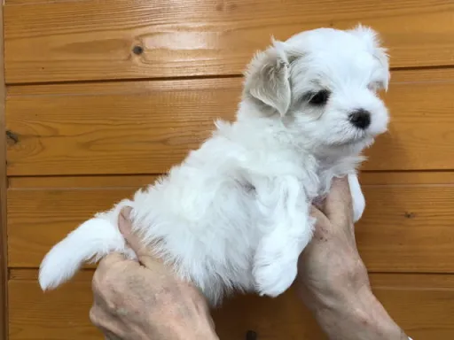 マルチーズのサムネイル画像5