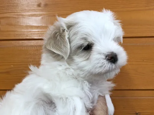 マルチーズのサムネイル画像6