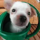 チワワ　Chihuahua
028-1