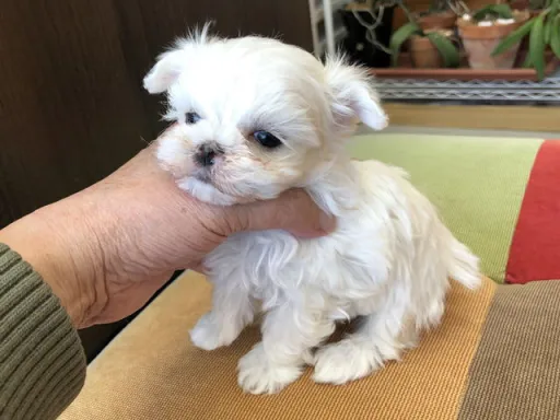 マルチーズのサムネイル画像2