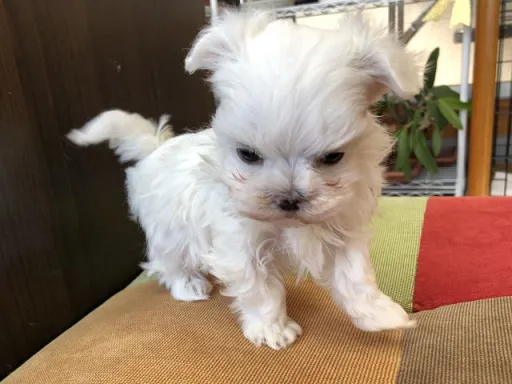 マルチーズのサムネイル画像3