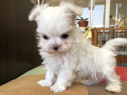 マルチーズのサムネイル画像4