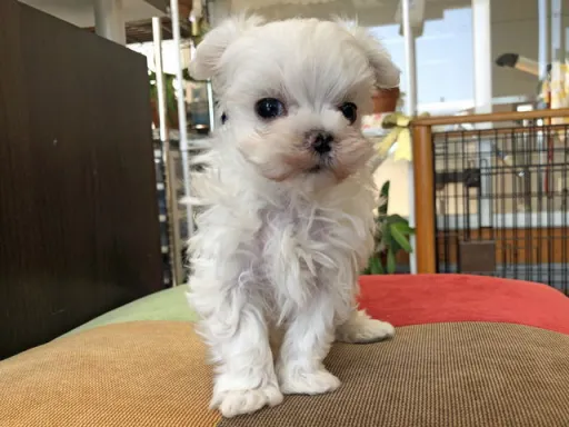 マルチーズのサムネイル画像6