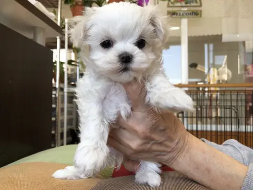 マルチーズの子犬販売
