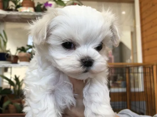 マルチーズのサムネイル画像3