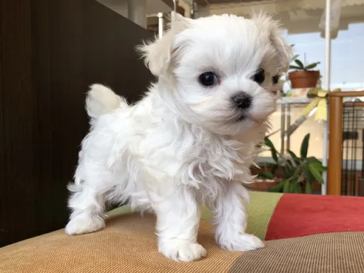 マルチーズのサムネイル画像4