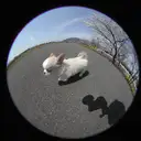 チワワ
今日は疲れたわい・・・
I'm very tired・・・。