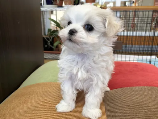 マルチーズのサムネイル画像5