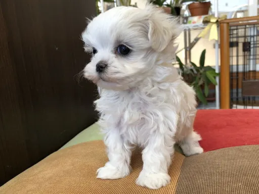 マルチーズのサムネイル画像6