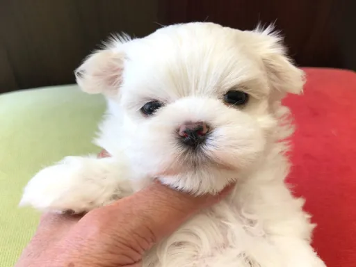 マルチーズのサムネイル画像1