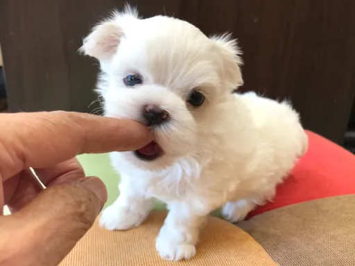 マルチーズのサムネイル画像2