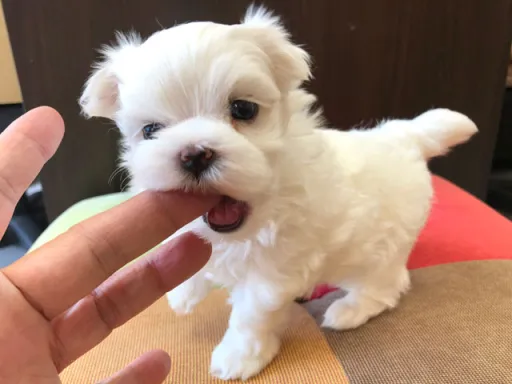 マルチーズのサムネイル画像3