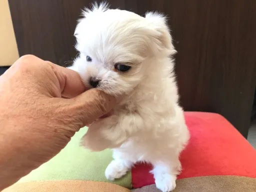 マルチーズのサムネイル画像4