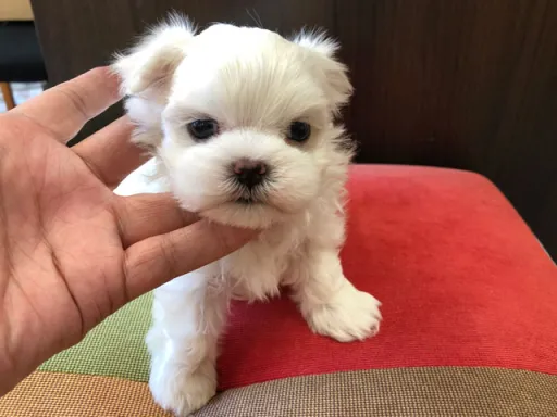 マルチーズのサムネイル画像5