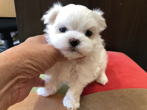 マルチーズのサムネイル画像6