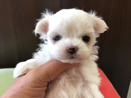 マルチーズのサムネイル画像1