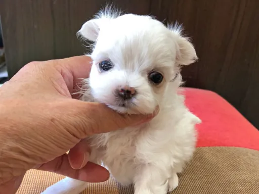 マルチーズのサムネイル画像2