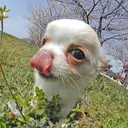 チワワ
Chihuahua115-8