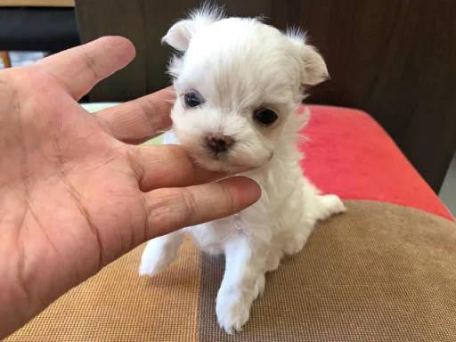 マルチーズのサムネイル画像3