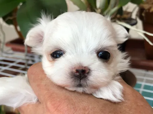 マルチーズのサムネイル画像5
