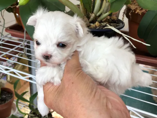 マルチーズのサムネイル画像6