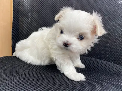 マルチーズの子犬販売
