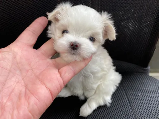 マルチーズのサムネイル画像2